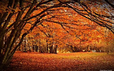 Autunno nelle colline Marchigiane: cosa fare